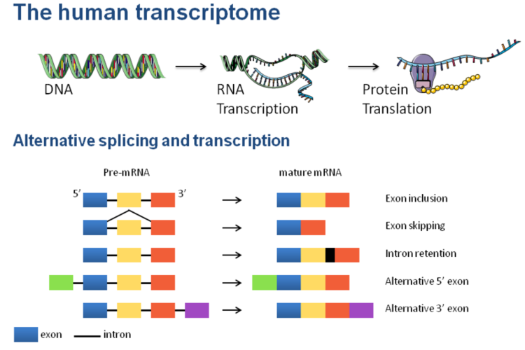 OUH - Cancer Genome Variation