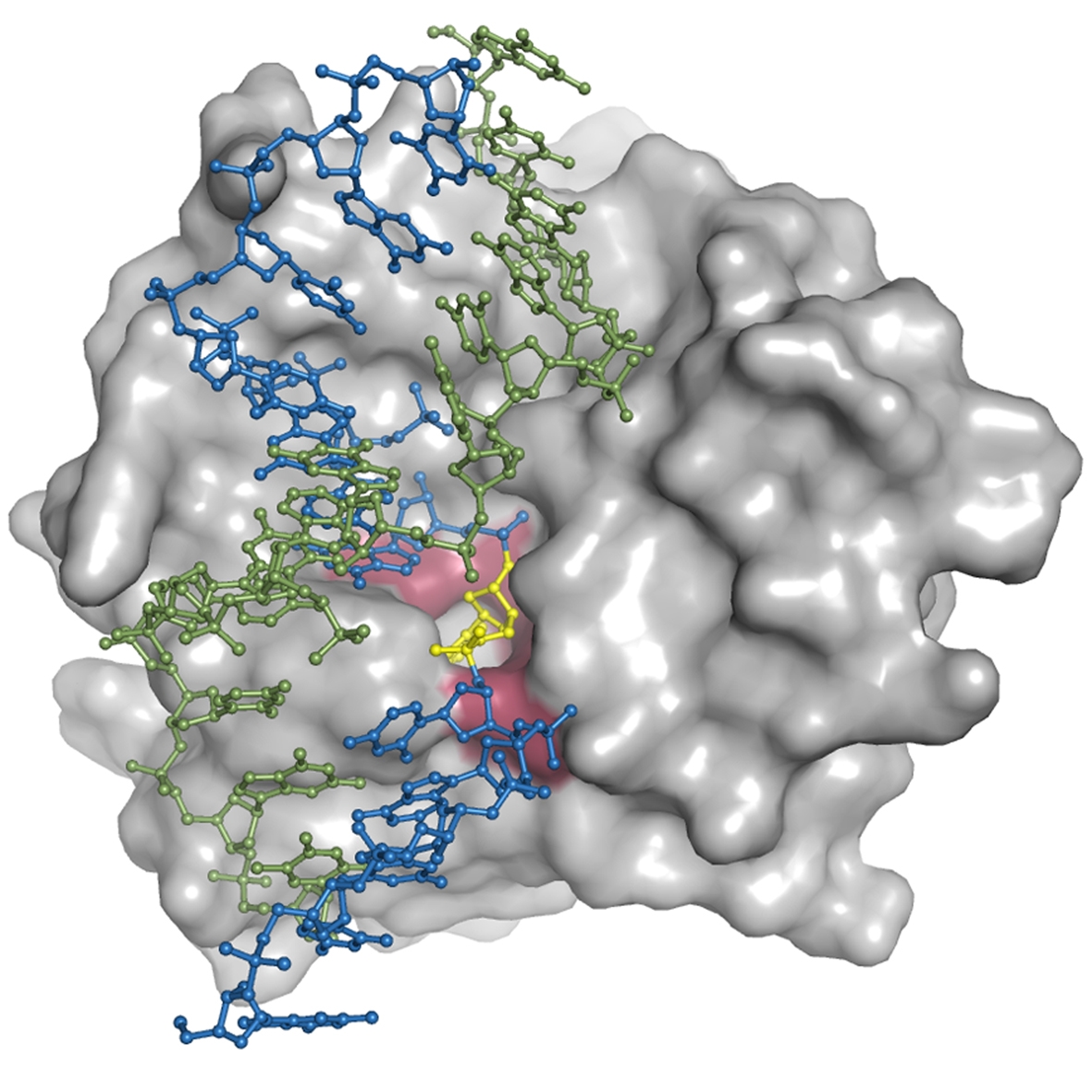 The protein surface of EndoV (gray) is optimized to bind DNA (blue and green
double helix). The deaminated and damaged base (yellow) is recognized inside a spesific
pocket on the EndoV surface (red). (click to enlarge image)