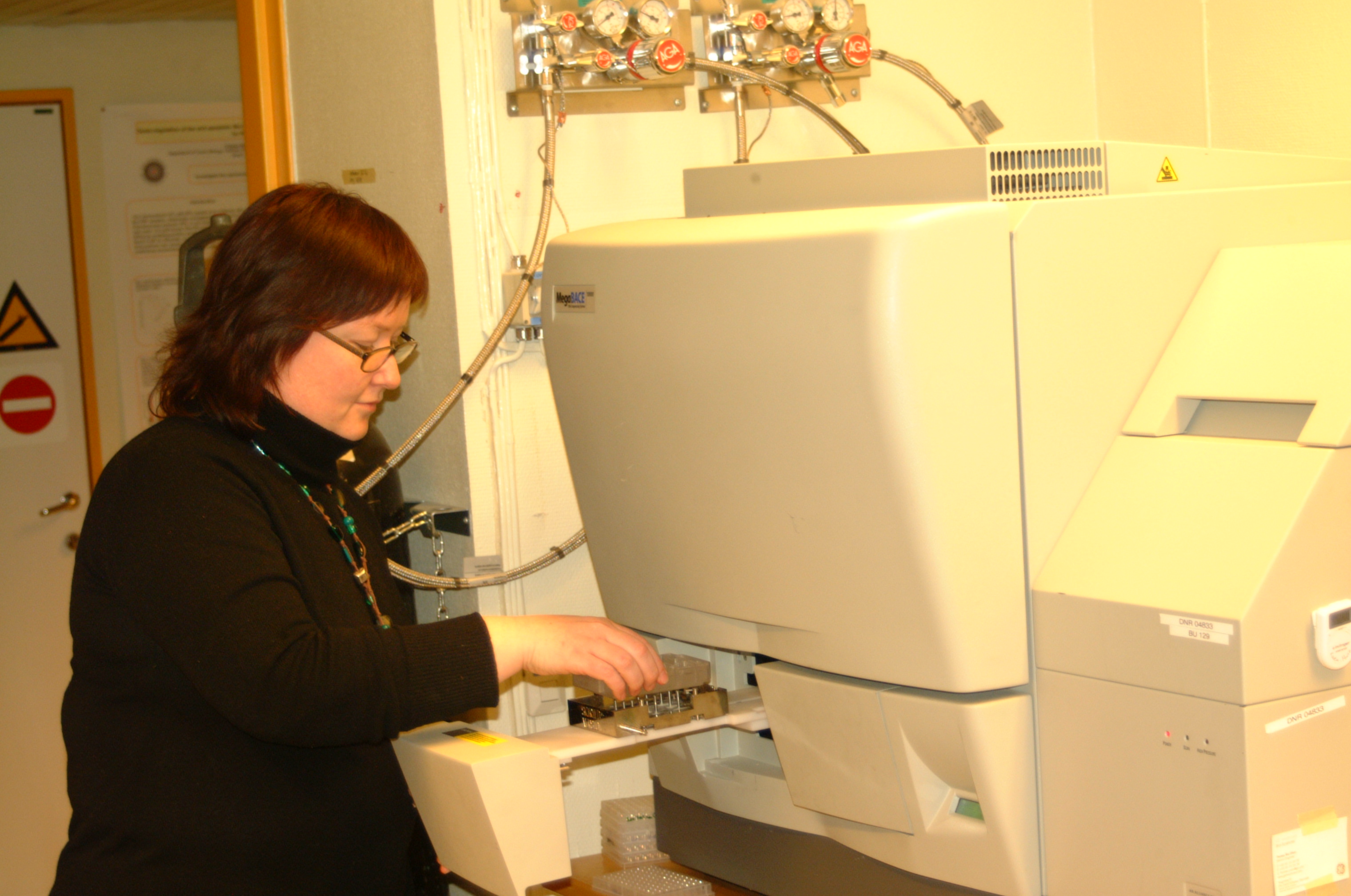 Karen-Marie Heintz in action at the MegBace injecting samples for SNP screening