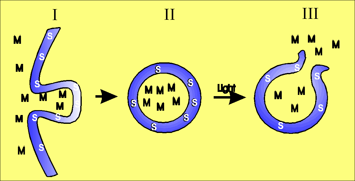 The figure shows an illustration of how molecules can enter cytosol after pho-tochemical treatment.The photosensitizer (S) and the selected molecule (M) are endocytosed by the cells, ((I) illustrates the invagination of the plasma membrane) and both com-pounds ends up in the same vesicles (II). When these vesicles are exposed to light the membranes of these vesi-cles will be ruptured and the contents released (III). 