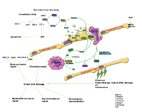 Figure. Members of the ROS generating and signaling pathways, detoxifying enzymes and DNA repair. (click to enlarge)
