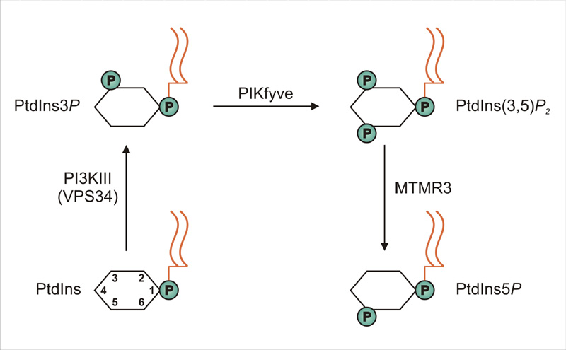 Schematic representation of pathways for PI5P synthesis. First, PI3P is made through the action of the PI3K class III, with its catalytic subunit VPS34, on phosphatidylinositol (PtdIns). Then, PI3P is further phosphorylated by PIKfyve resulting in the generation of PI(3,5)P2. Through the following dephosphorylation by the MTMR3 phosphatase, PI5P is finally generated, which has been shown to be important for cell migration.