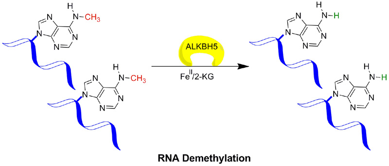 Figure legend 2: ALKBH5 mediated demethylation of 6-methyladenine (6meA) in messenger RNA (mRNA).