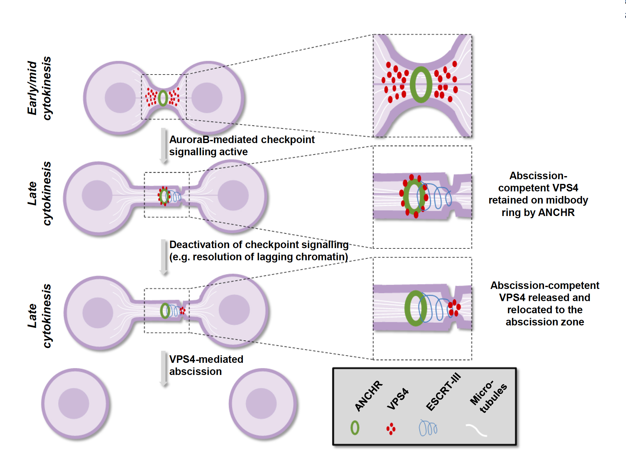 Model for the ANCHR-mediated regulation of VPS4 upon abscission checkpoint activation. At late cytokinesis, until abscission checkpoint signalling is terminated, ANCHR and CHMP4C retain abscission-competent VPS4 at the midbody ring. Upon deactivation of Aurora B, dephosphorylation of CHMP4C results in the dissociation of an ANCHR-CHMP4C-VPS4 ternary complex. This release could allow VPS4 to subsequently migrate to the abscission zone to mediate the final stages of abscission through its effects on filaments formed by ESCRT-III.